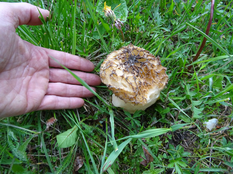 Morchella esculenta - Pezizaceae